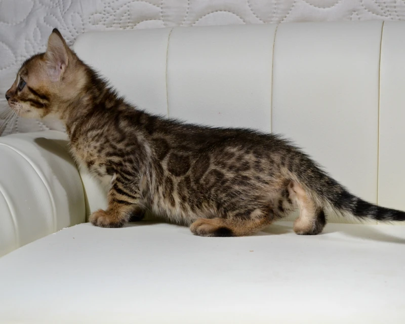 Barbados the brown clouded bengal kitten