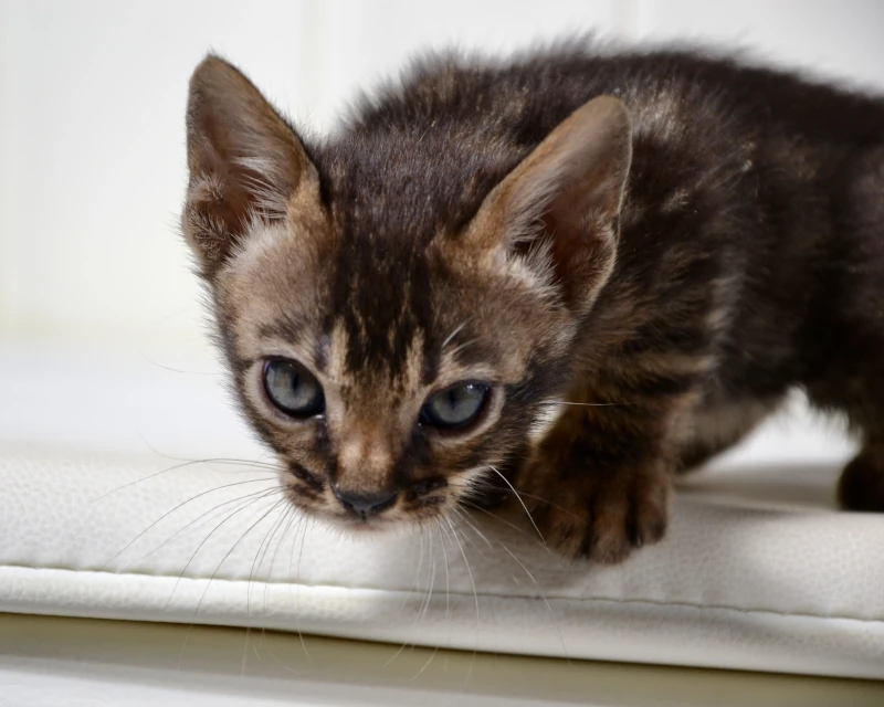 Bazaruto a brown clouded bengal baby