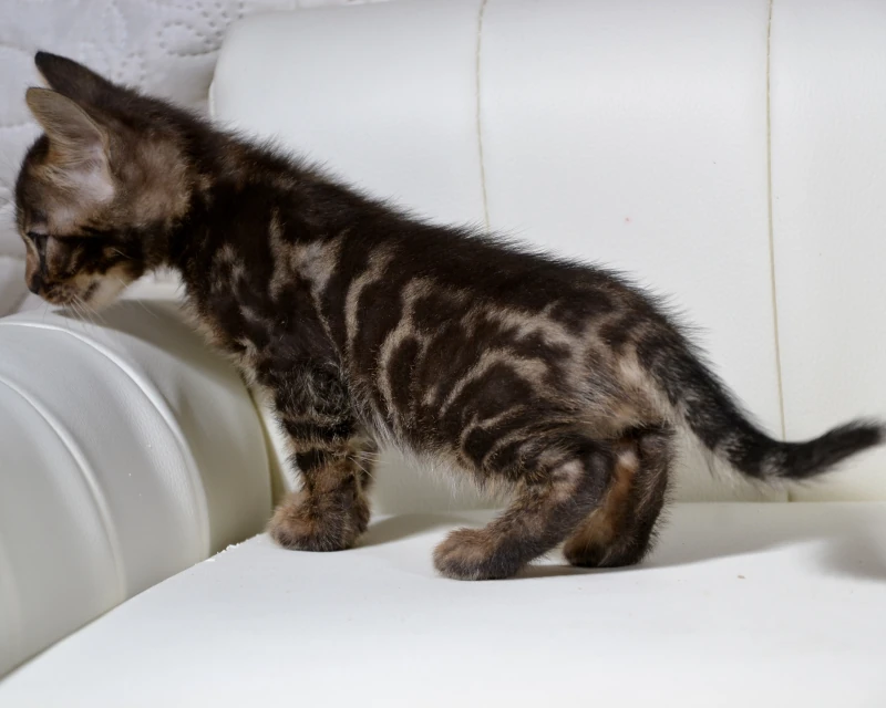 Bazaruto a brown clouded bengal kitten