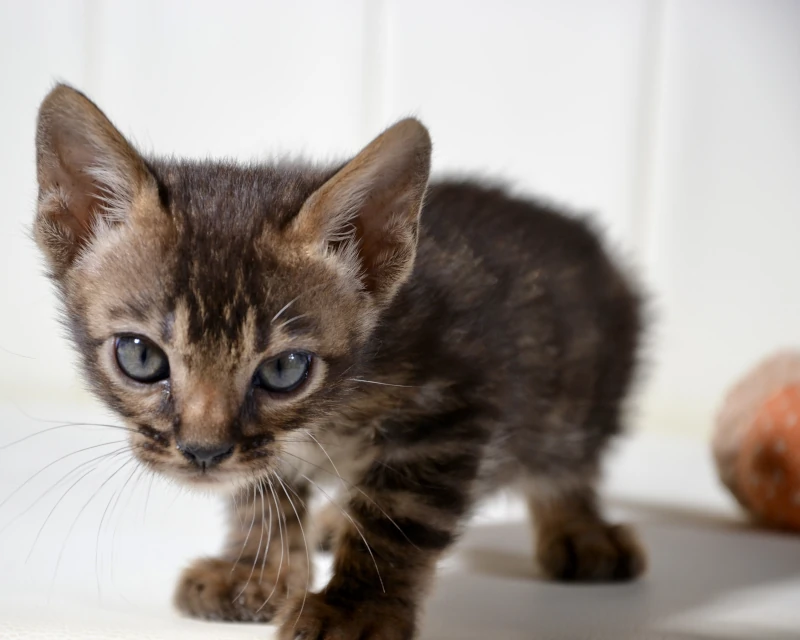 Bazaruto the brown clouded bengal boy
