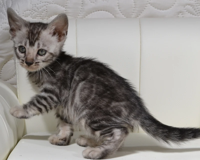 Bermuda the clouded silver bengal baby