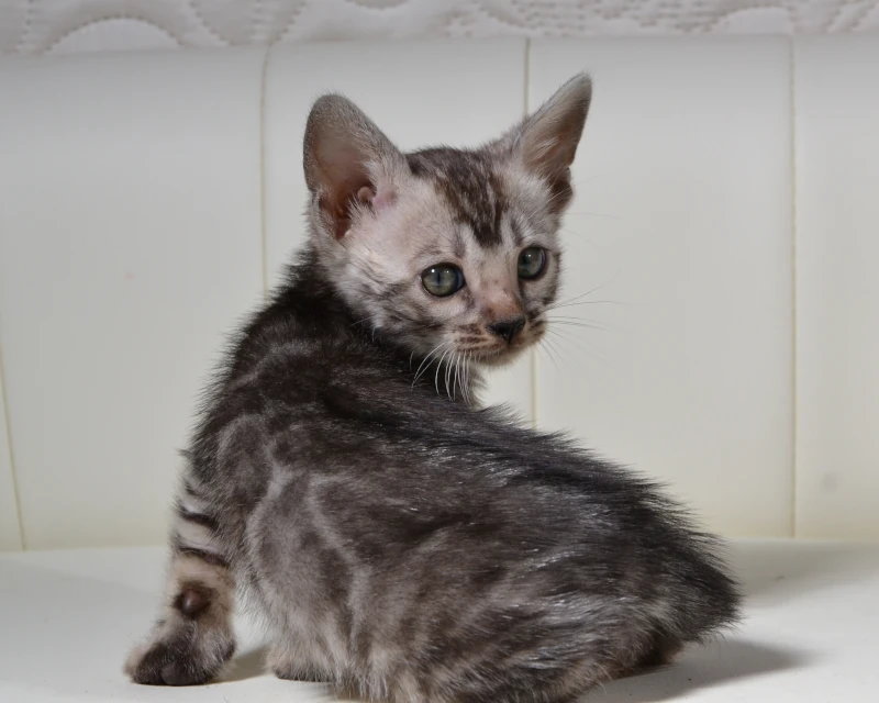 Bermuda the clouded silver bengal cat