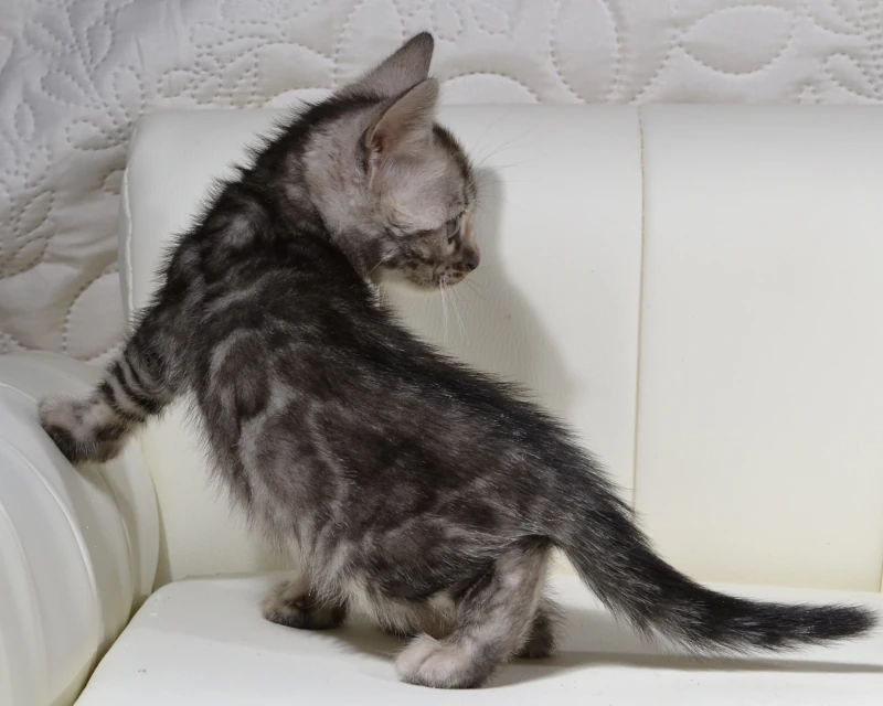 Bermuda the clouded silver bengal kitten