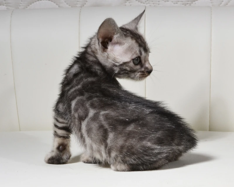 Bermuda the clouded silver bengal