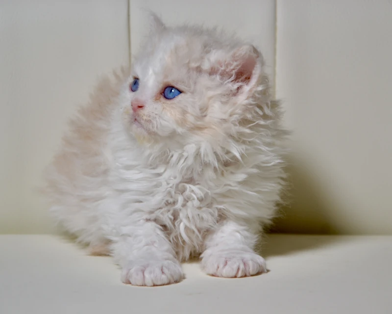 Biscuit a dominant blue eyed silver cream white selkirk rex cat