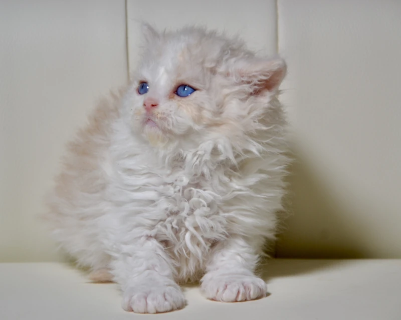 Biscuit a dominant blue eyed silver cream white selkirk rex kitten