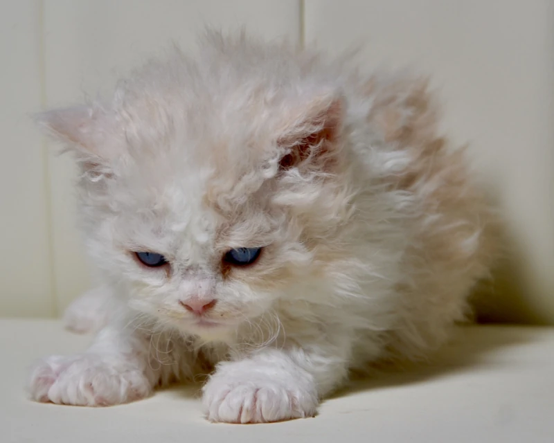 Biscuit the dominant blue eyed cream white selkirk rex