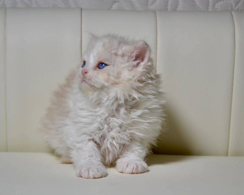 Biscuit the dominant blue eyed silver cream white selkirk rex cat
