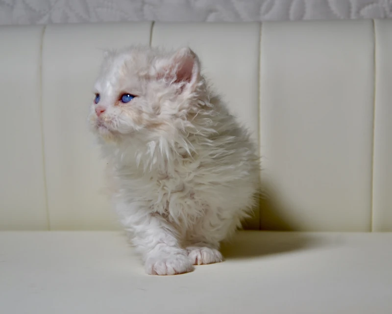 Biscuit the dominant blue eyed silver cream white selkirk rex kitten