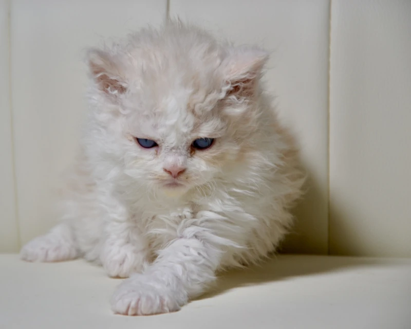 Biscuit the dominant blue eyed silver cream white selkirk rex