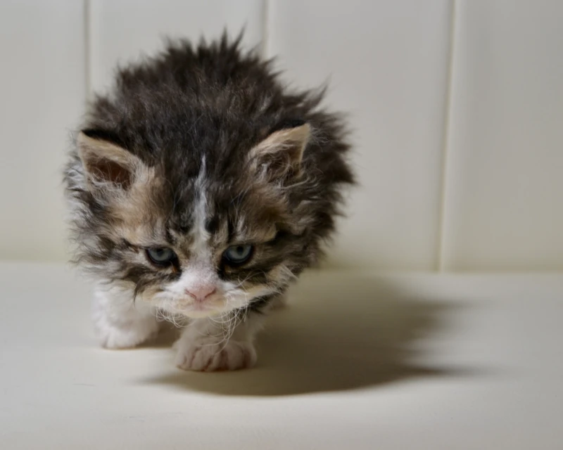 Bonbon the black ticked tabby white selkirk rex cat