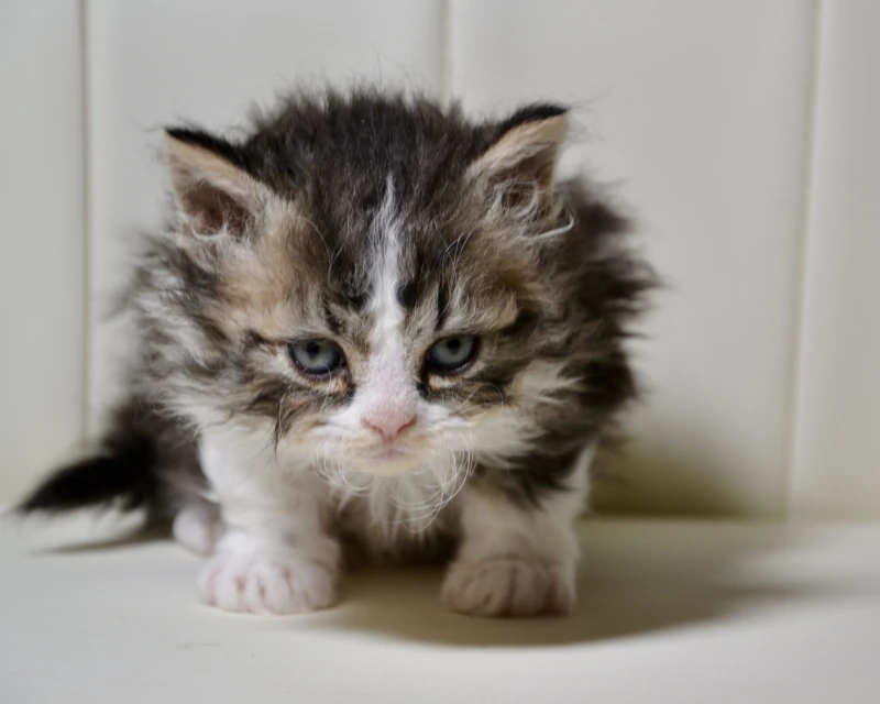 Bonbon the black ticked tabby white selkirk rex kitten