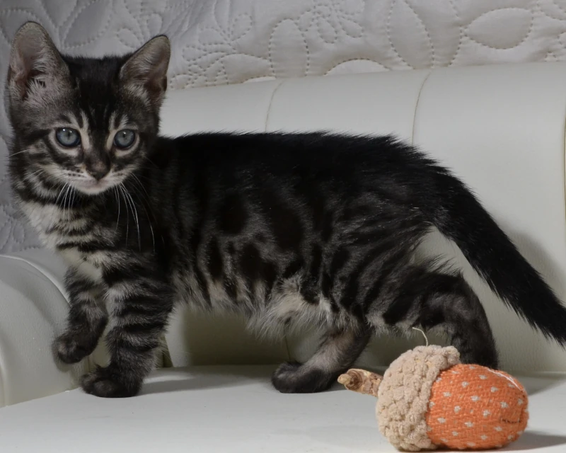 Borneo a charcoal bengal cat