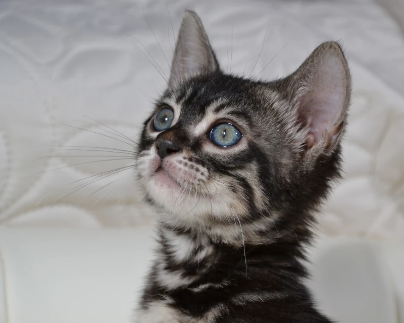 Borneo a charcoal bengal kitten