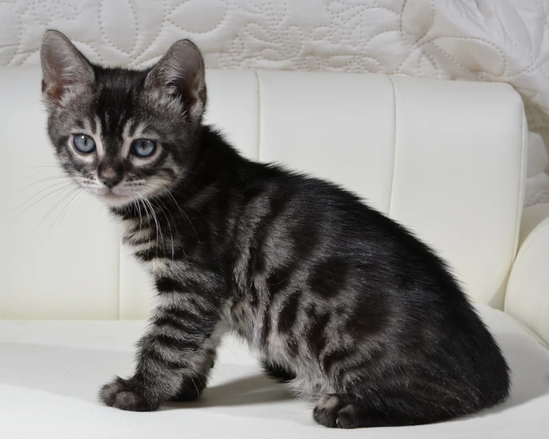 Borneo the charcoal bengal cat