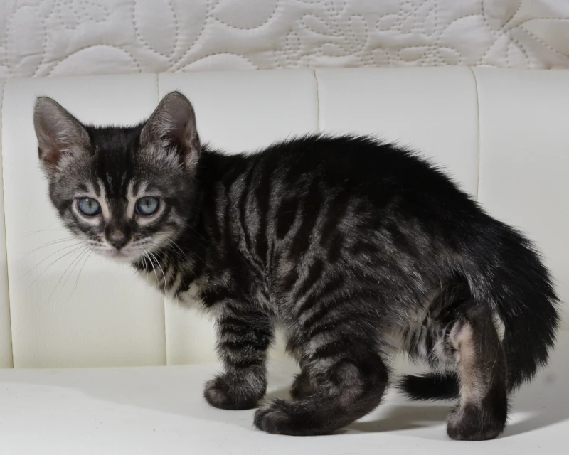 Borneo the charcoal bengal girl