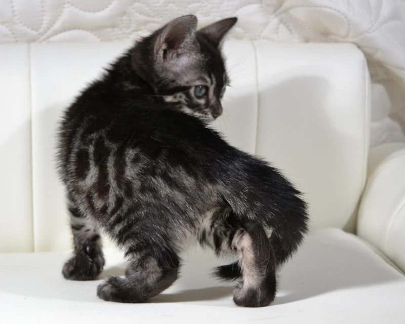 Borneo the charcoal bengal kitten