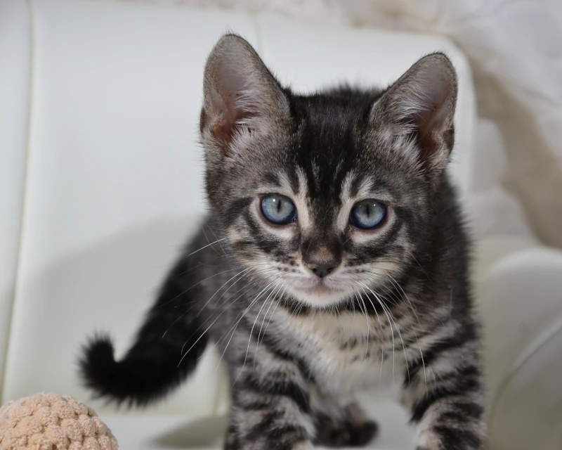 Borneo the charcoal bengal