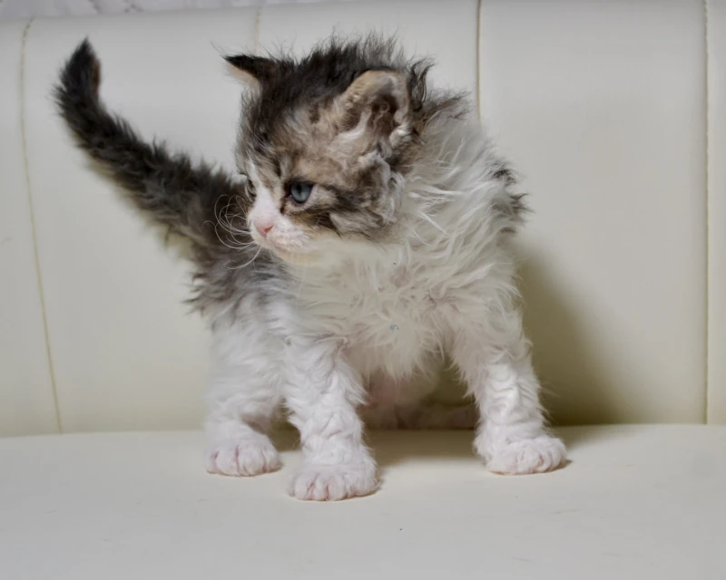 Brownie the black ticked tabby white selkirk rex cat