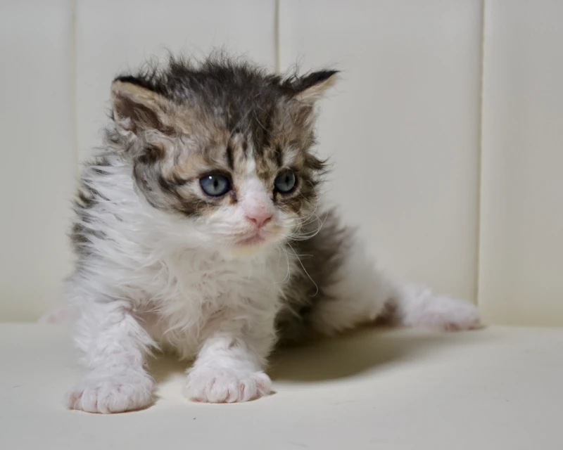 Brownie the black ticked tabby white selkirk rex kitten