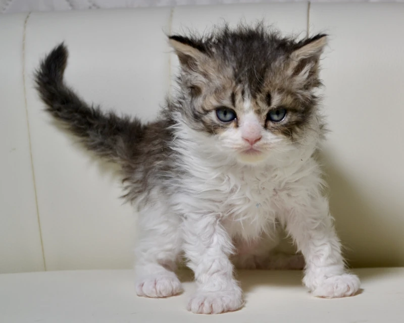 Brownie the black ticked tabby white selkirk rex