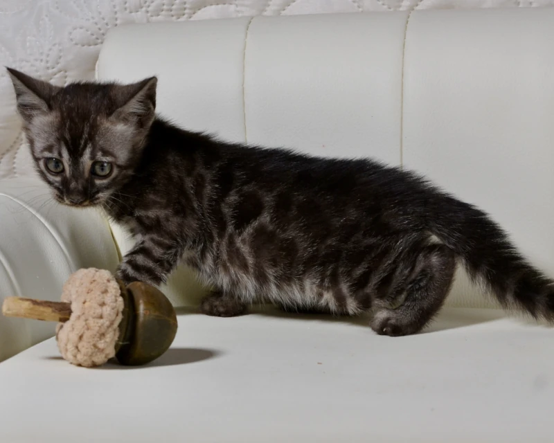 Buffin the silver charcoal bengal