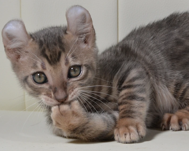 Cranberry a blue tigrett cat