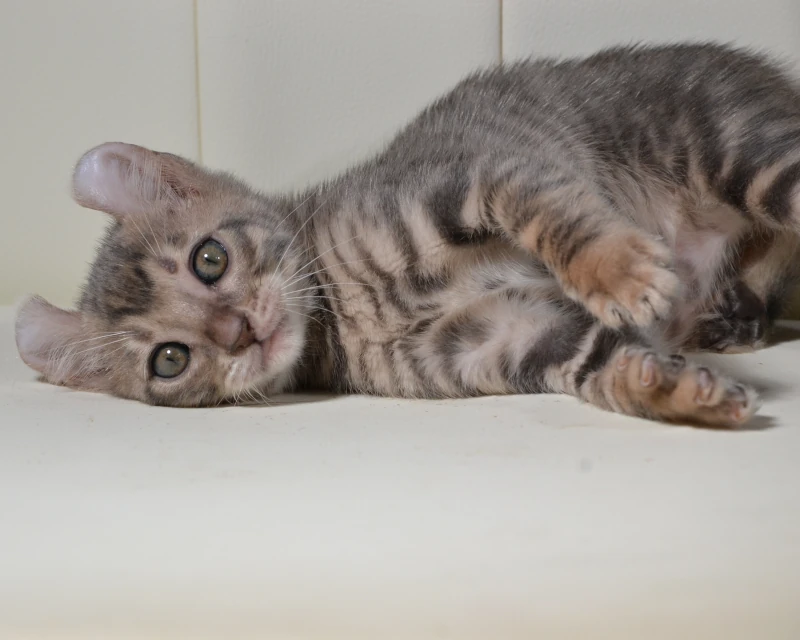 Cranberry a blue tigrett kitten
