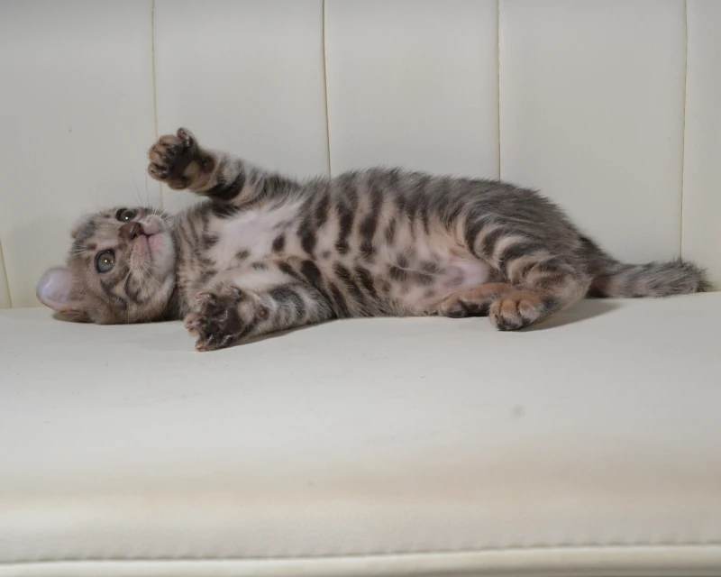 Cranberry the blue tigrett cat