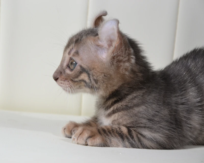 Cranberry the blue tigrett kitten