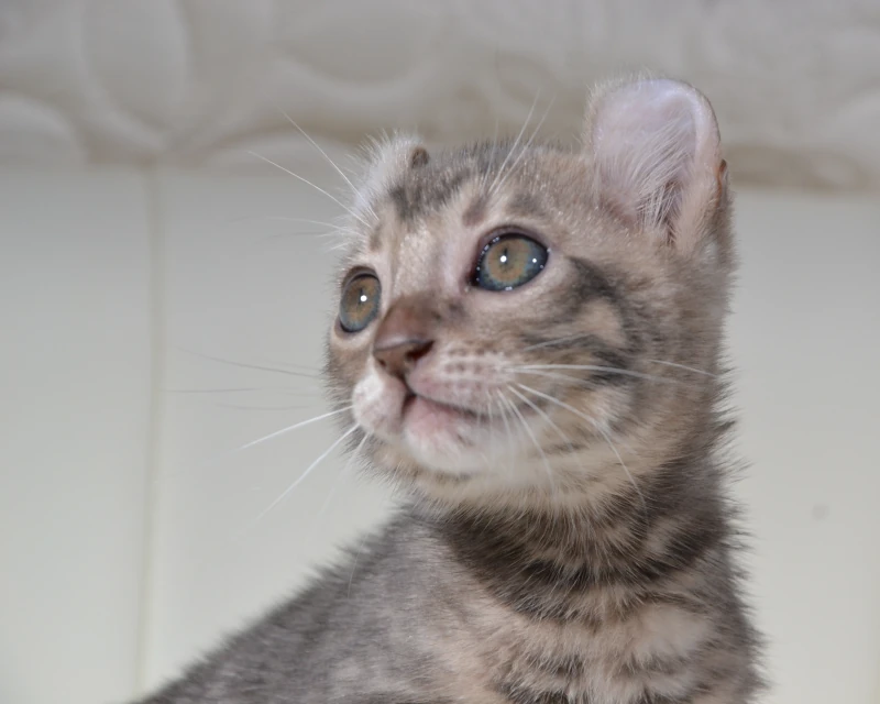 Cranberry the blue tigrett