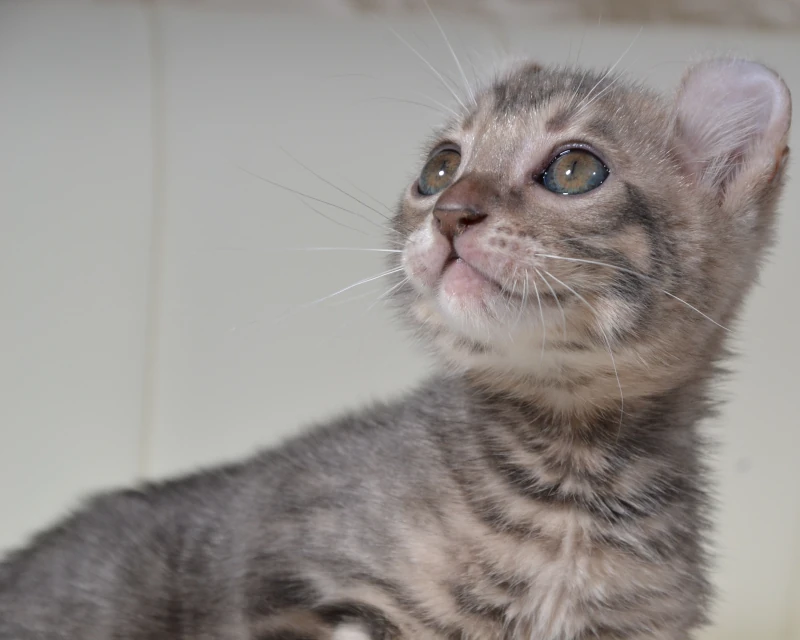 Cranberry the tigrett cat