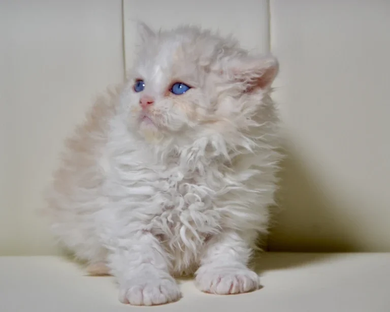 What colors cats can be?