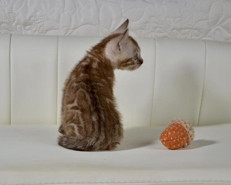Bali a clouded mink bengal boy