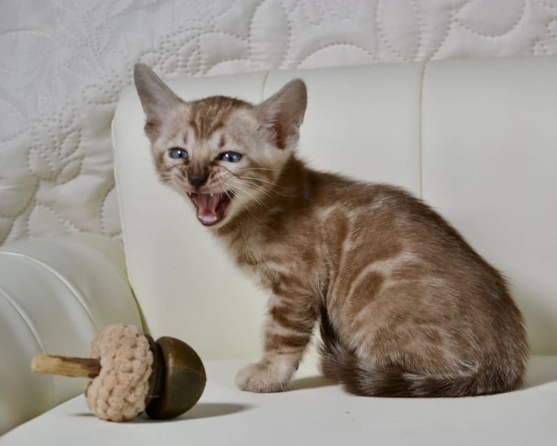 Bali a clouded mink bengal cat