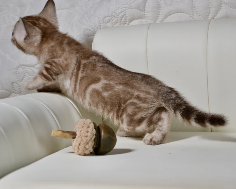Bali a clouded mink bengal kitten