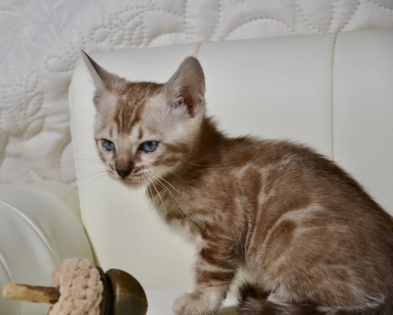 Bali the cloded mink bengal cat