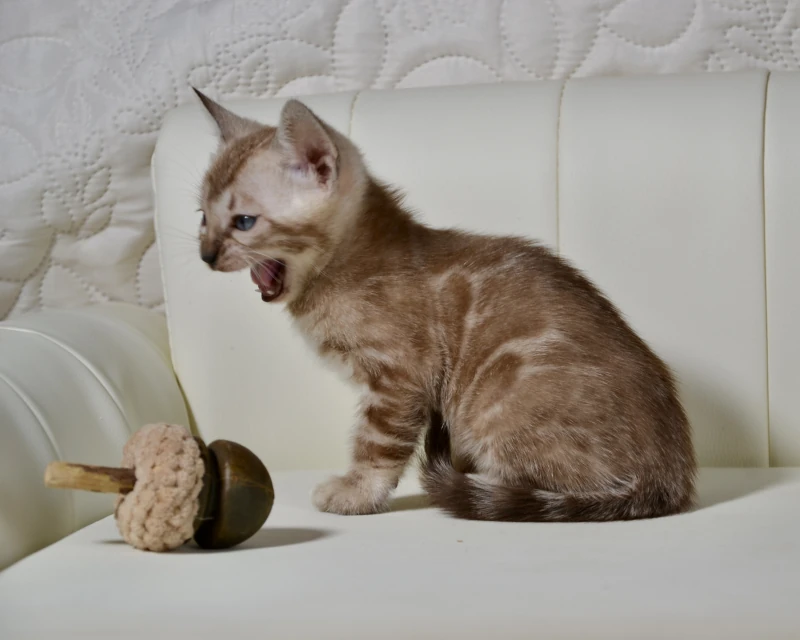 Bali the clouded mink bengal kitten
