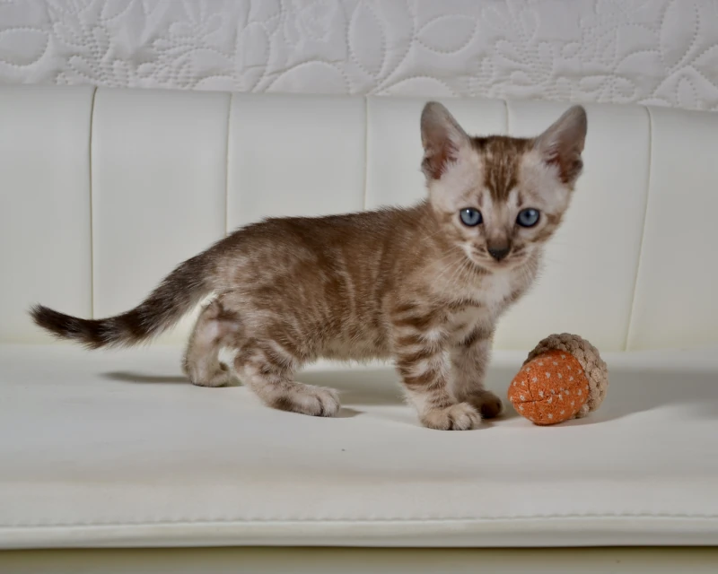 Bali the clouded mink bengal