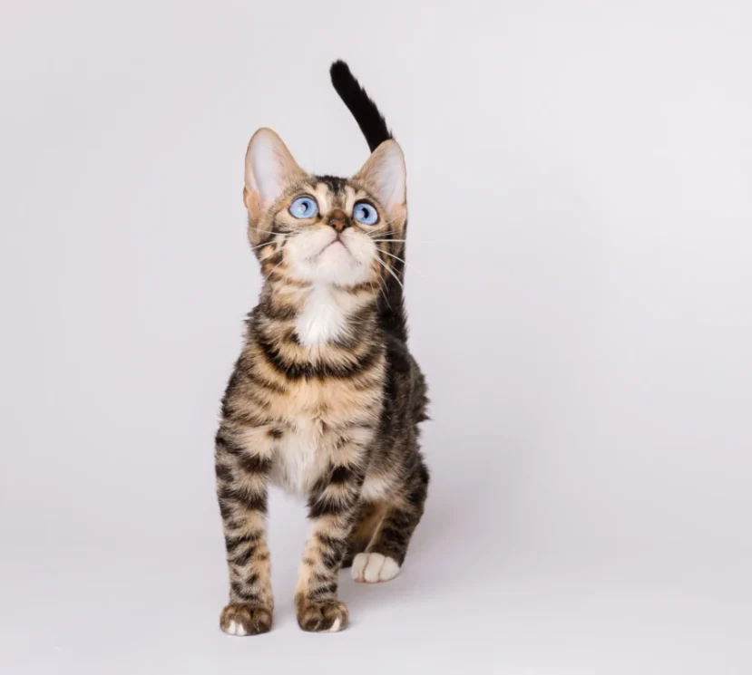 A wonderful double charcoal blue eyed bengal