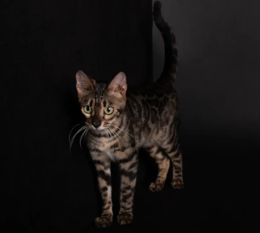 Amor a double charcoal bengal 2