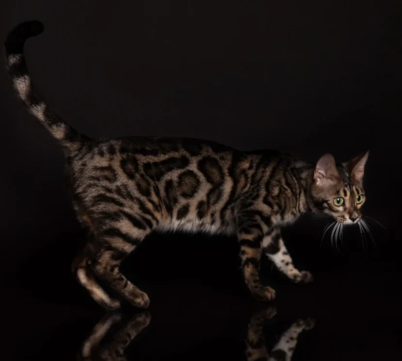 Amor our double charcoal bengal queen 2