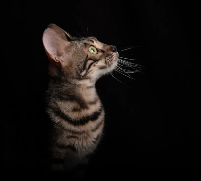 Amor the beautiful bengal's head 2