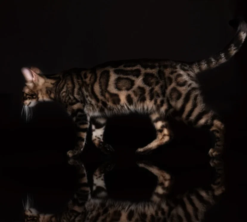 Amor the beautiful double charcoal bengal girl 2