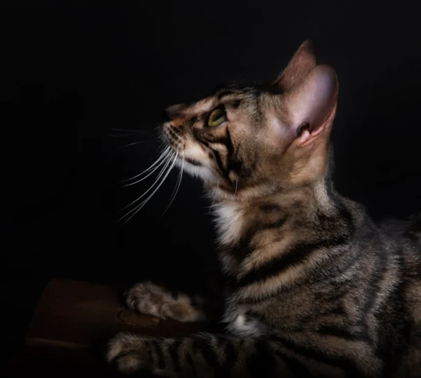 Amor the bengal girl's head 2