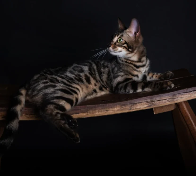 Amor the stunning bengal queen 2