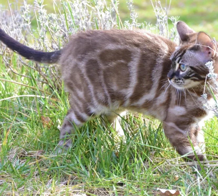 Angelo a clouded bengal
