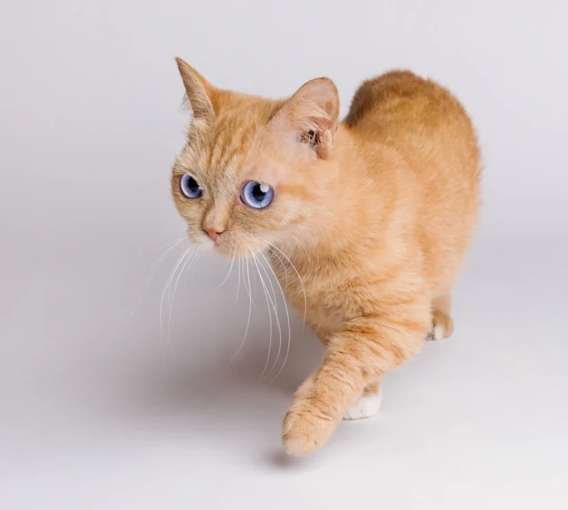 Annie the stunning blue eyed munchkin cat 2