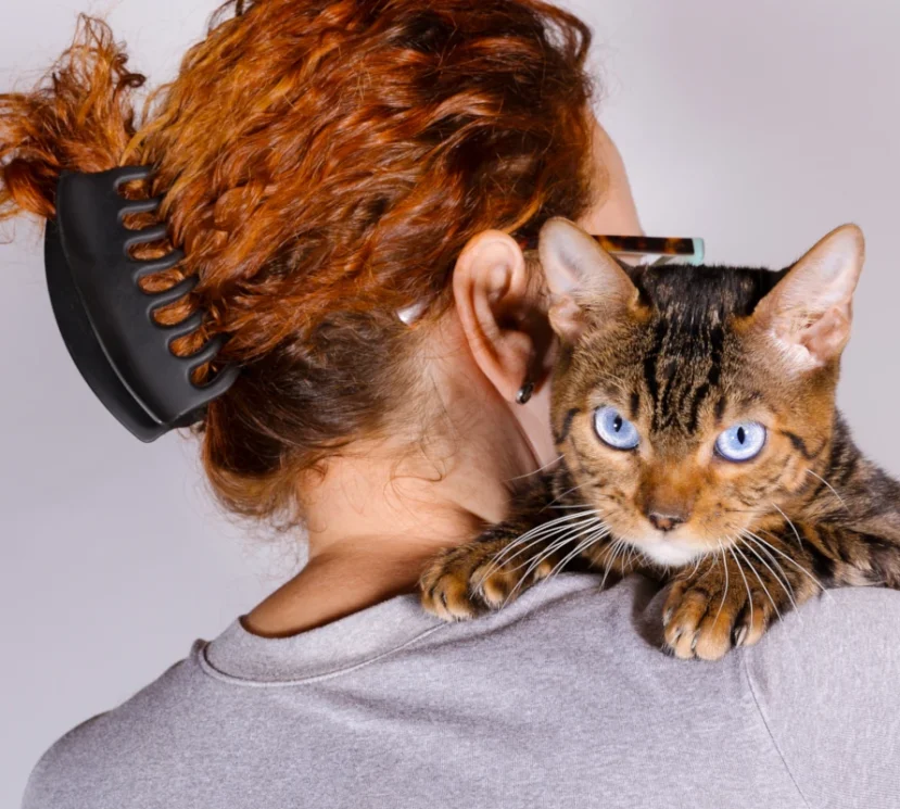 Bluego the blue eyed toyger cat and me