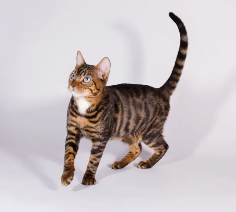 Bluego the stunning blue eyed toyger 3